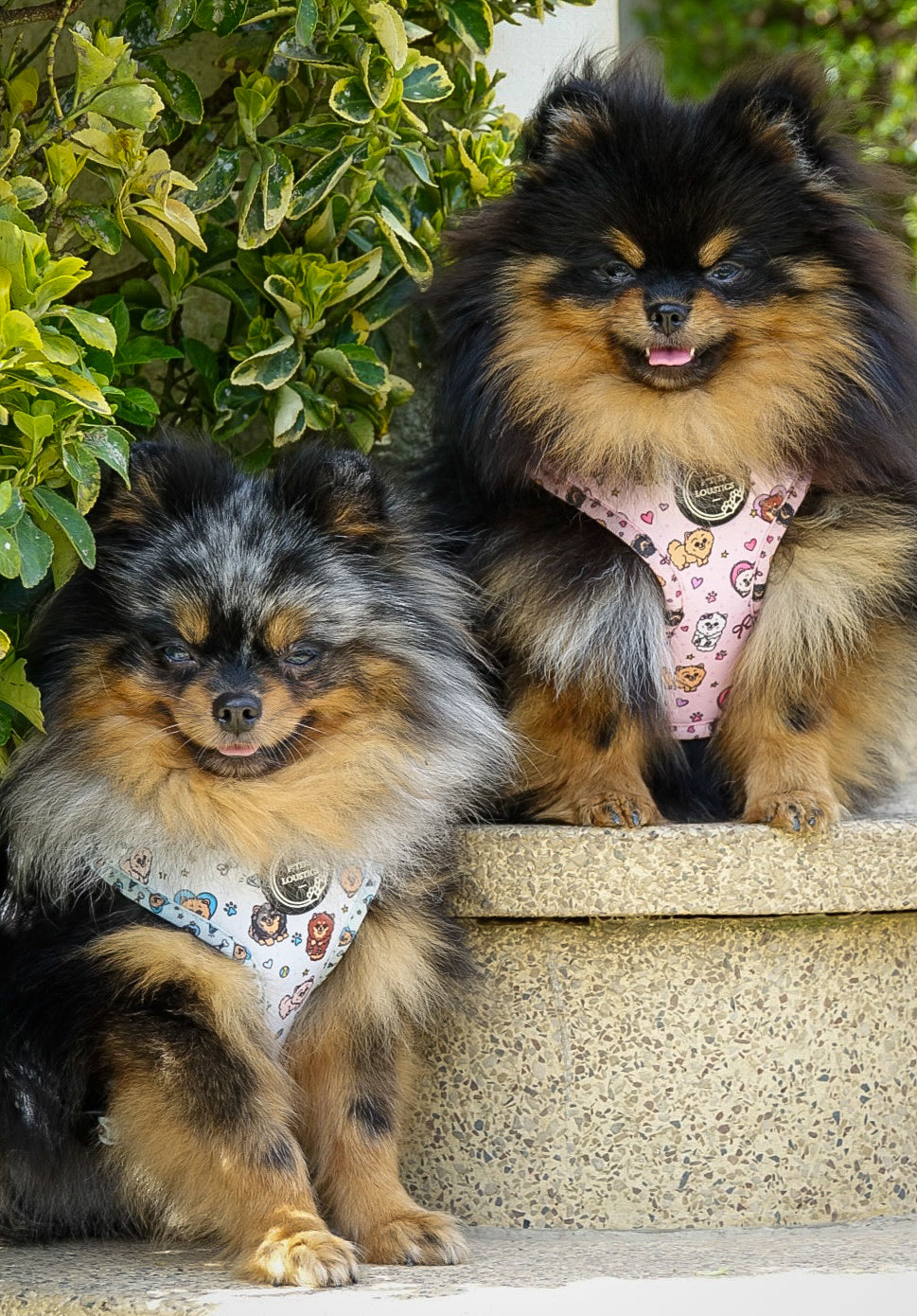 Harnais Pomeranian Bleu