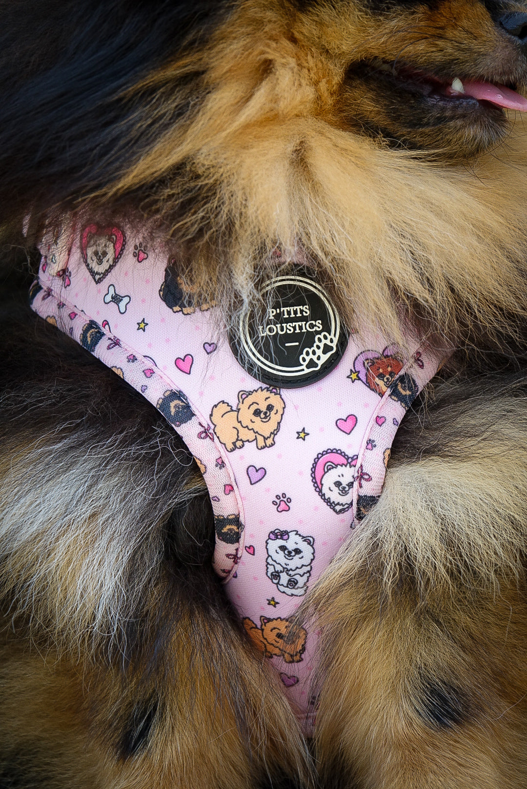 Harnais Pomeranian Rose