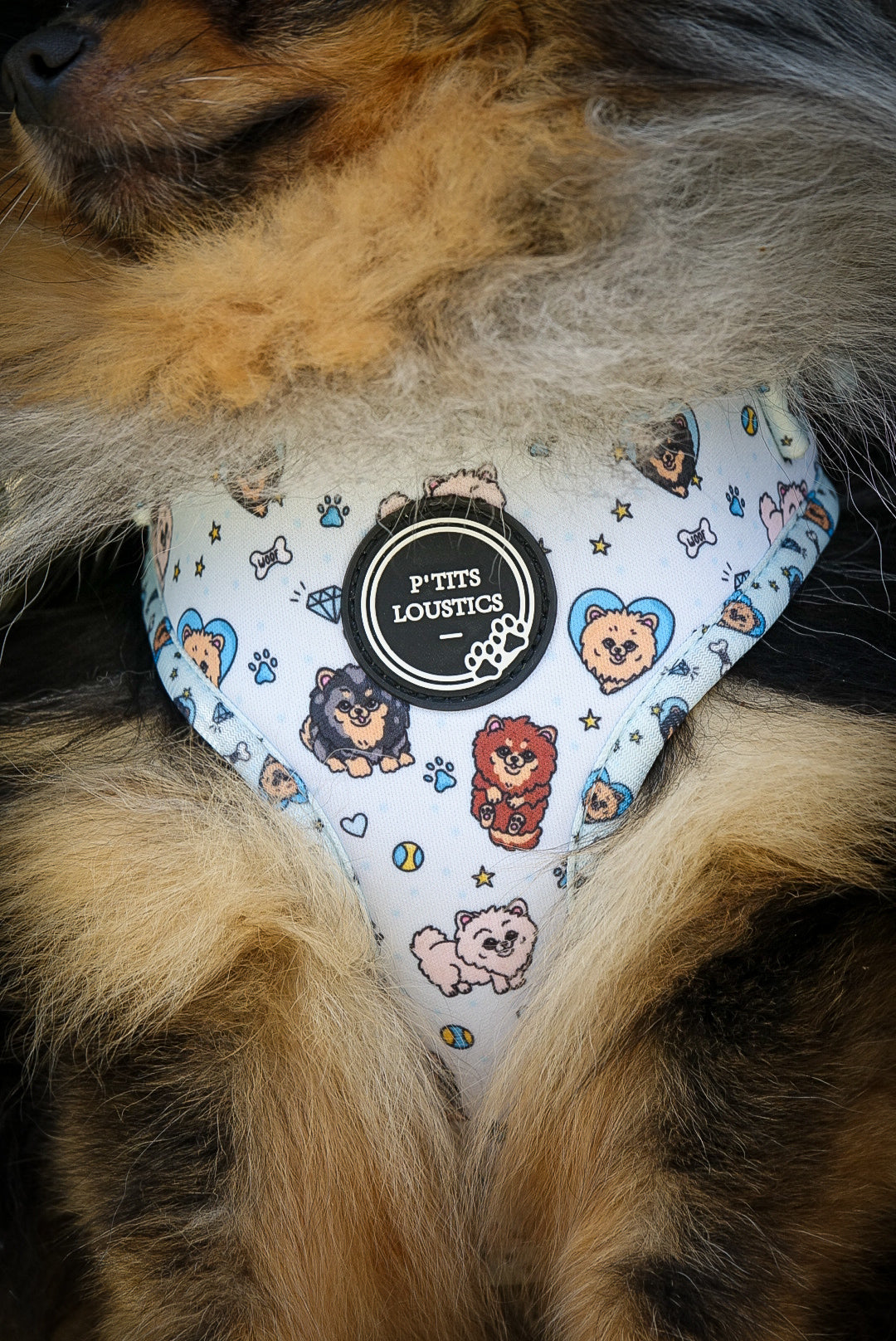 Harnais Pomeranian Bleu
