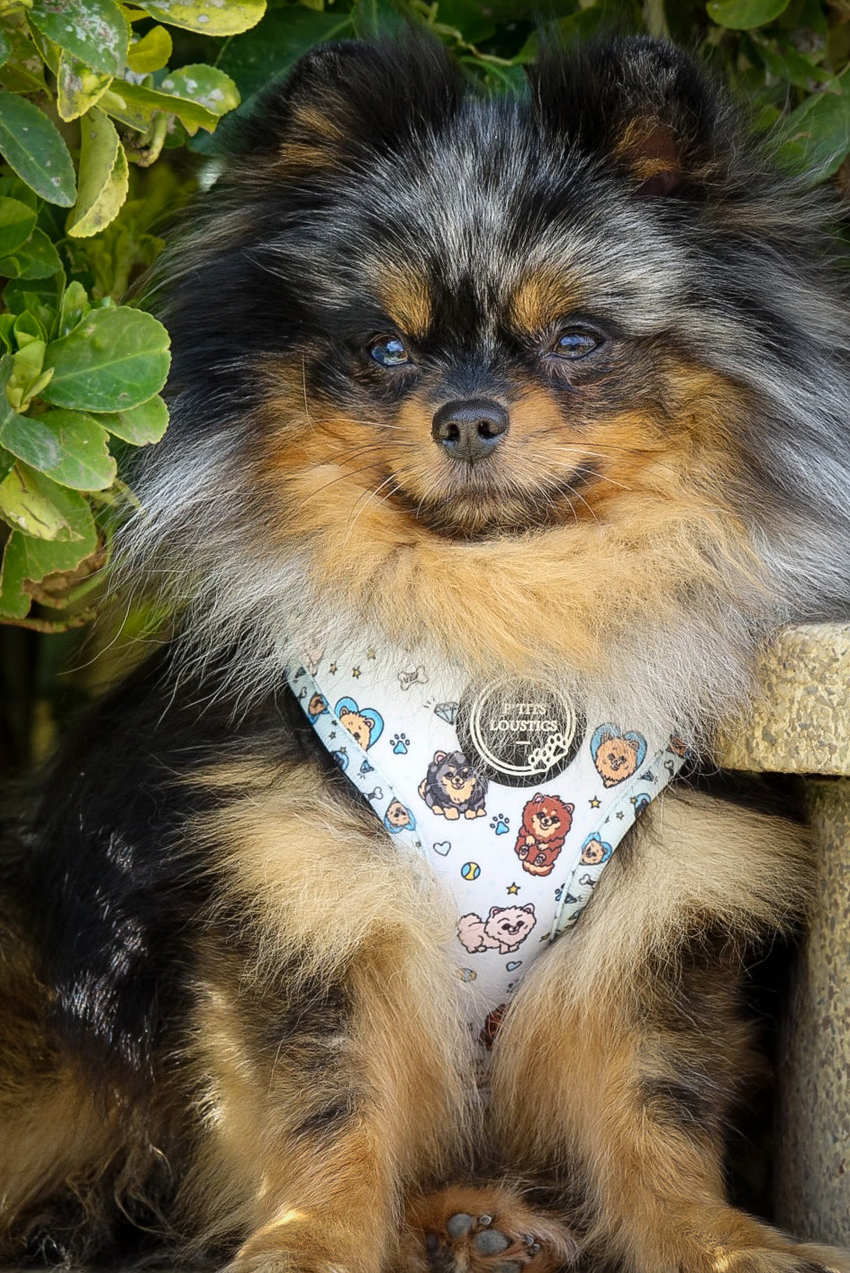 Harnais Pomeranian Bleu