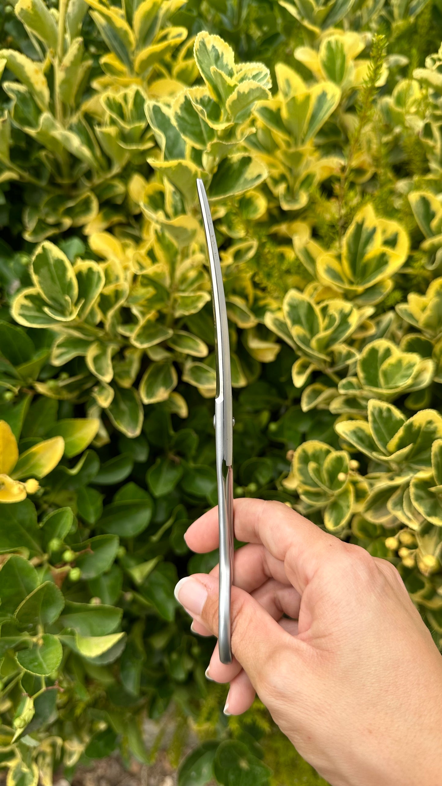 Ciseaux Courbes Satinés 18 cm