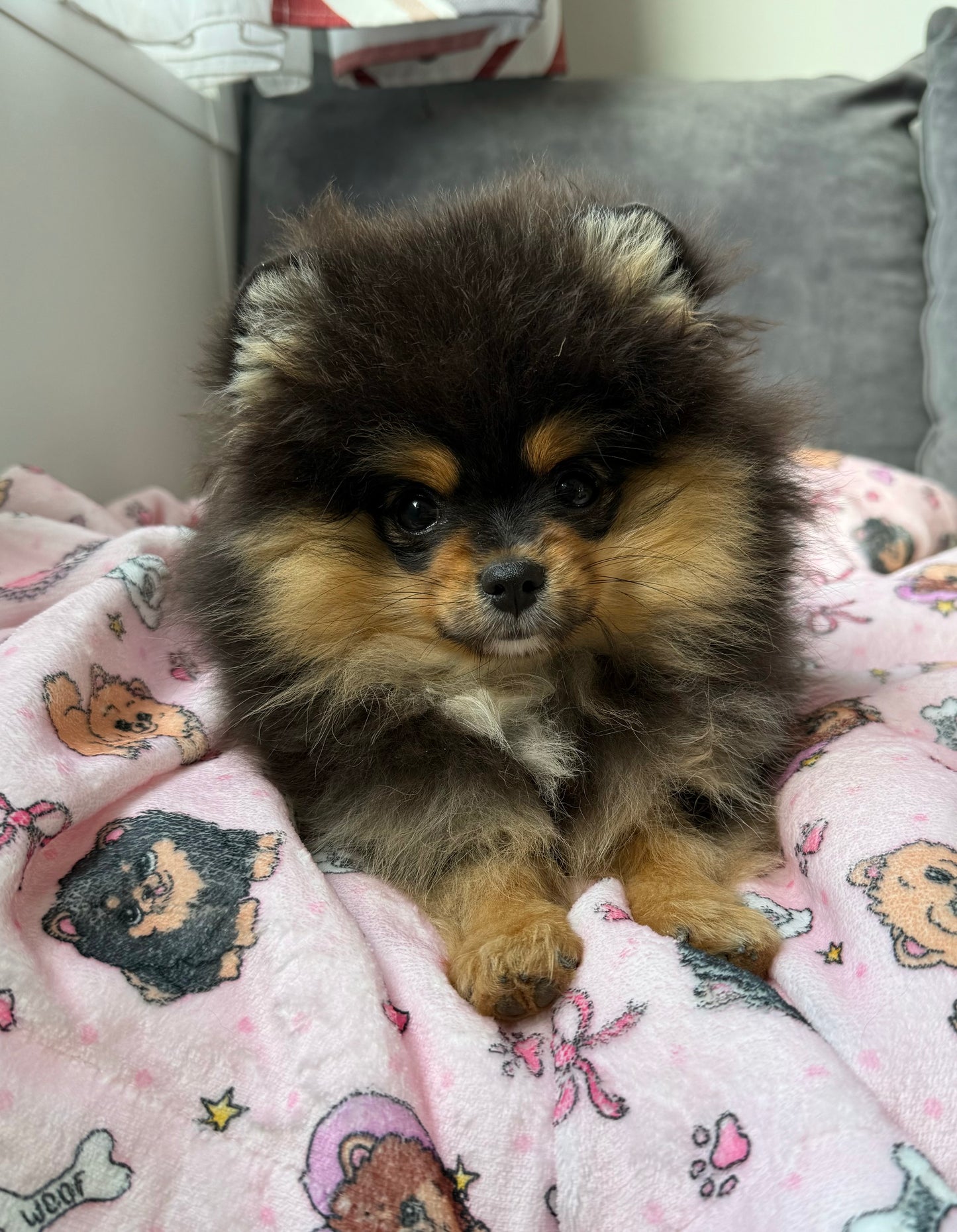 Couverture Pomeranian Rose